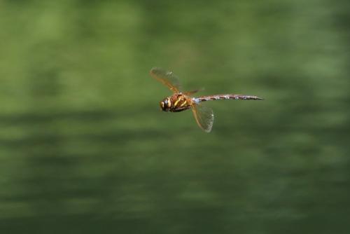 Aeshna grandis